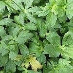 Astrantia major 葉