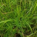 Peucedanum palustre Blad