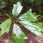 Quercus nigra Leaf