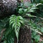 Grevillea robusta Habit