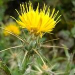 Centaurea solstitialis Mosusu