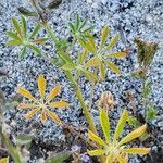 Lupinus sparsiflorus Leaf