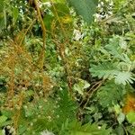 Bocconia frutescens Plod