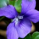 Viola riviniana Floare