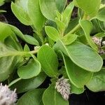Ptilotus extenuatus Hoja