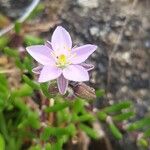 Spergularia rupicolaFleur