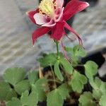 Aquilegia canadensis Цвят