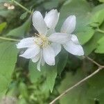 Philadelphus lewisii फूल