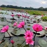 Nymphaea rubra Flower