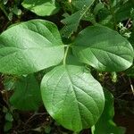 Canavalia rosea Leaf