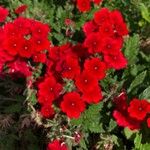 Verbena × hybridaBloem