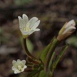 Epilobium lactiflorum Λουλούδι