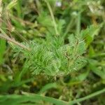 Erodium lebelii Deilen