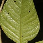 Dendropanax arboreus Hoja