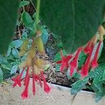 Fuchsia triphylla ফুল