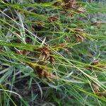 Rhynchospora fusca Autre