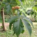 Aesculus flava Leaf