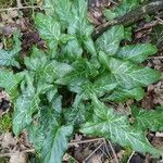 Arum italicum পাতা