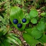 Clintonia borealis Fruit