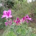 Pelargonium cucullatum Blomst