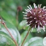 Cephalanthus occidentalis Fruit