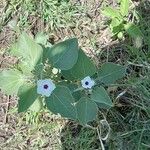 Astripomoea lachnosperma Flower