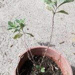 Artemisia suksdorfii Leaf