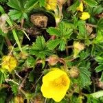 Potentilla crantzii Liść