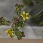 Sedum litoreum Virág