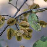 Combretum molle Fruit