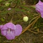 Agalinis tenuifolia Цвят