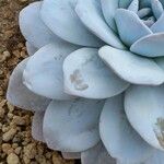 Echeveria laui ഇല