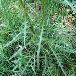 Cirsium palustre পাতা