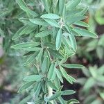 Chamaecytisus prolifer Blatt