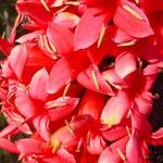 Ixora margaretae फूल