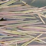 Vallisneria spiralis Likasa