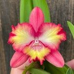 Cattleya wittigiana Flor