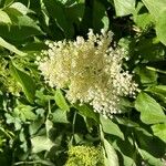 Sambucus canadensis Flower