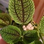 Pilea involucrata Ліст