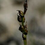 Carex glacialis Fruitua