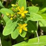 Hypericum punctatum Λουλούδι