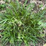 Carex sylvatica 叶