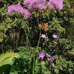 Thalictrum aquilegiifolium Elinympäristö