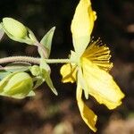 Hypericum cerastoides Blodyn