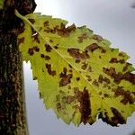 Ulmus laevis ഇല
