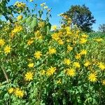 Tithonia diversifolia Kvet