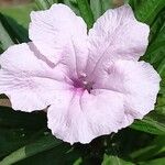 Ruellia simplex花