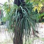 Tillandsia utriculata Лист