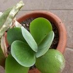 Kalanchoe tetraphyllaBlad