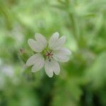 Geranium molleᱵᱟᱦᱟ